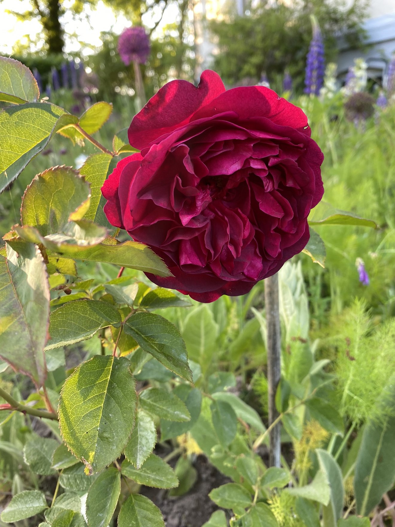 rote Rose