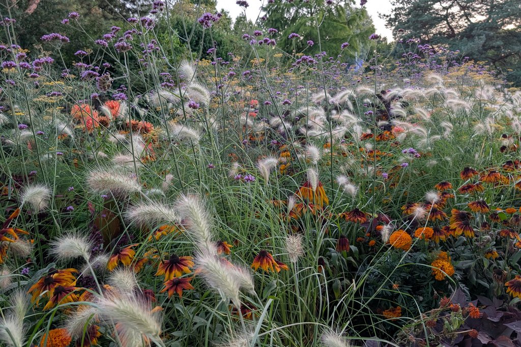 Nahaufnahme von Gräsern und Blüten Nahaufnahme von Gräsern und Blüten