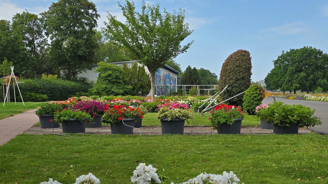 Blick auf verschiedene Pelargonien in K&uuml;beln