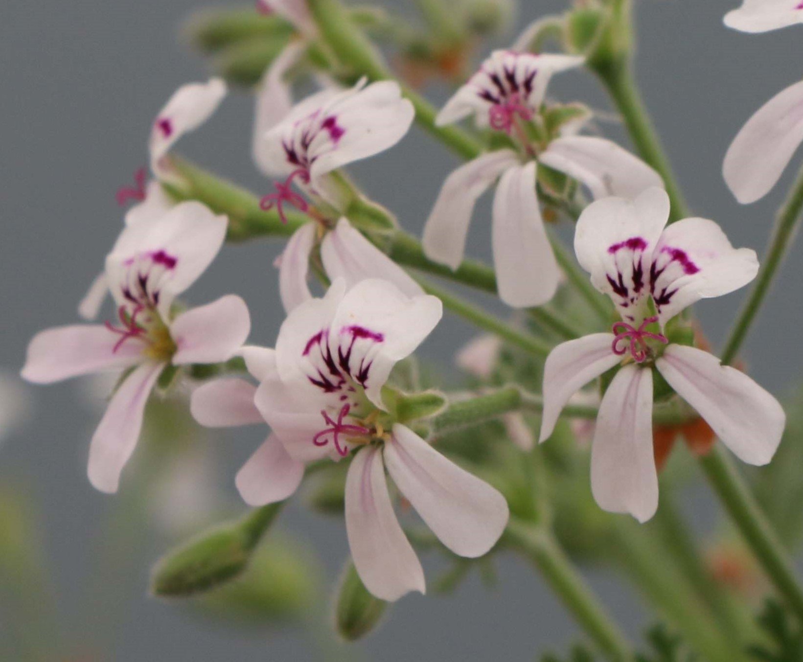 wei&szlig;e Bl&uuml;ten mit violetten Flecken