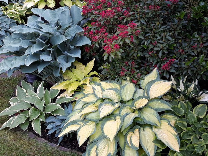 verschiedenfarbige Hosta-Pflanzen