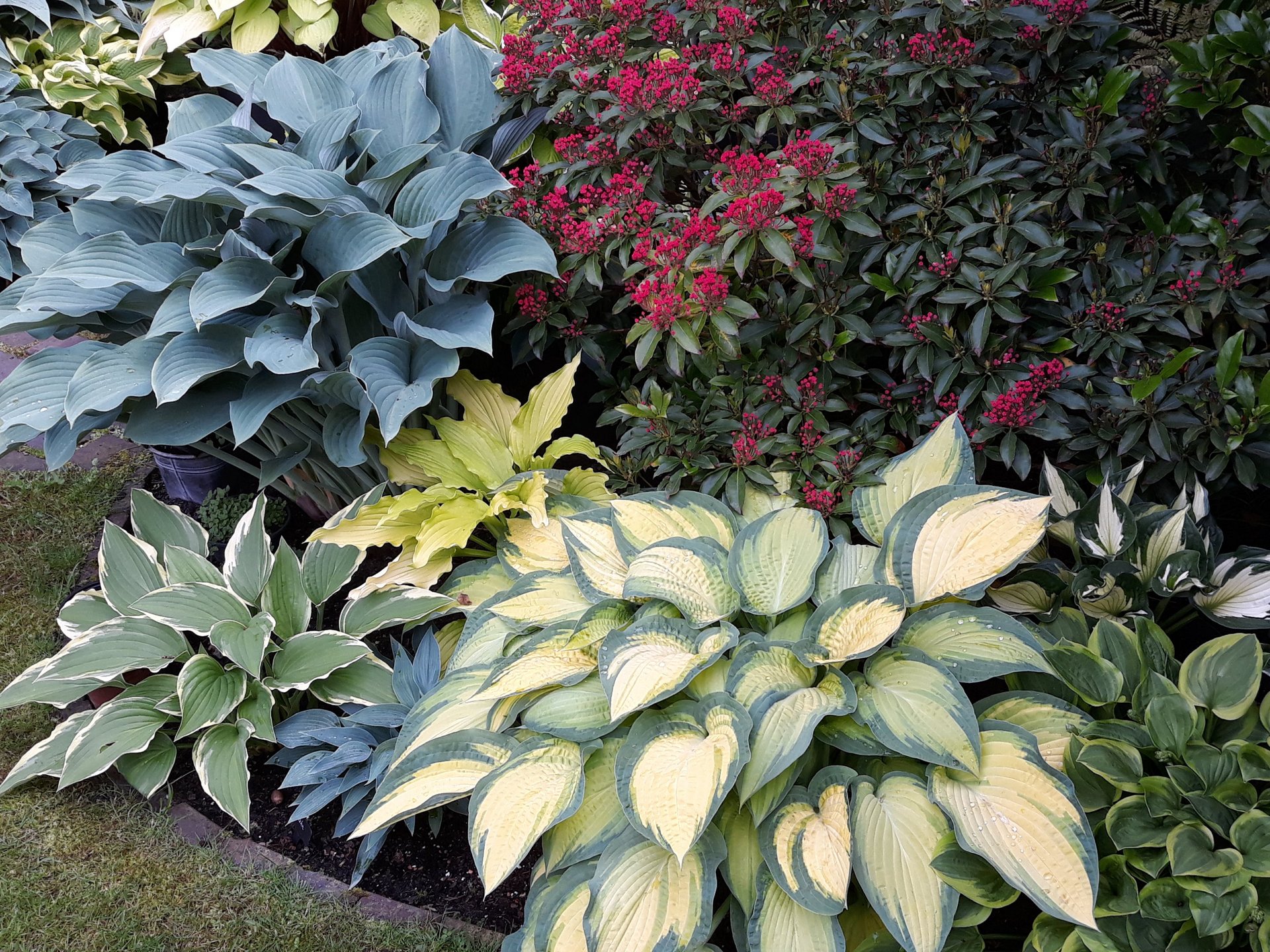 verschiedenfarbige Hosta-Pflanzen