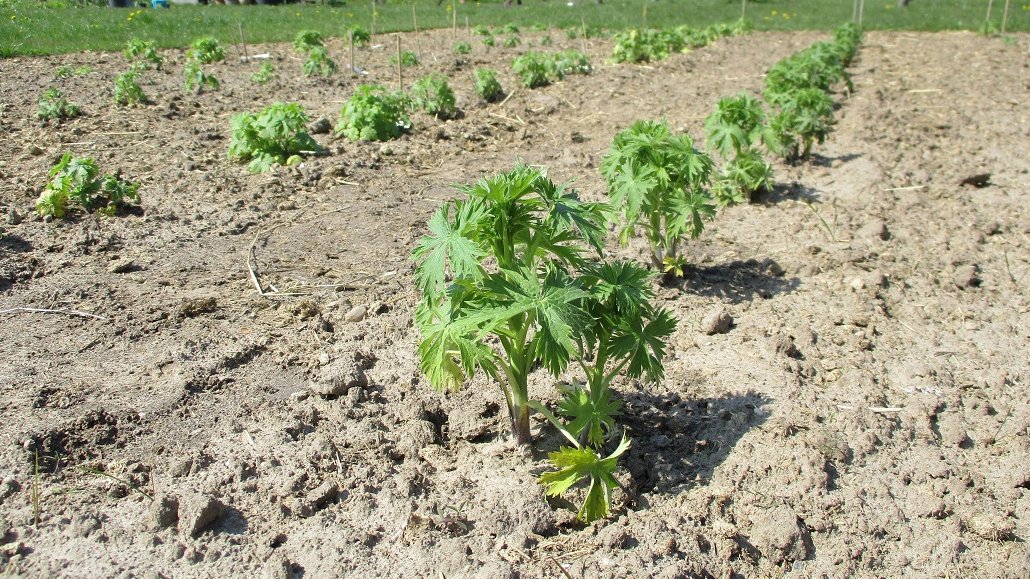 Feld mit Anpflanzung von Rittersporn
