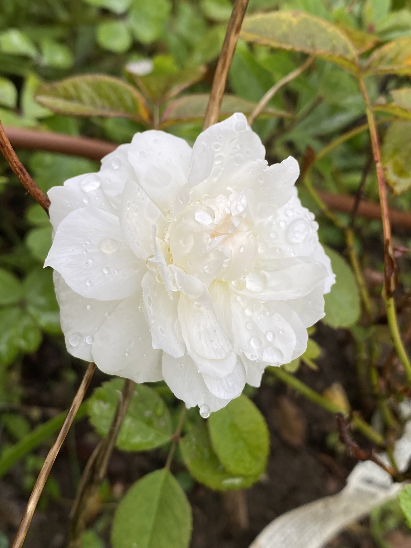 wei&szlig;e Rose