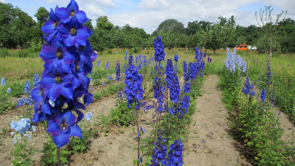 Blaue Ritterspornbl&uuml;ten in mehreren Reihen