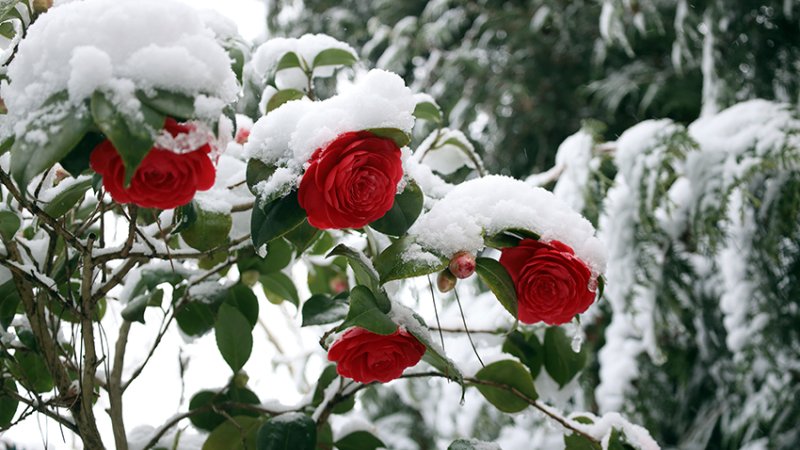 schneebedeckter roter Camellienstrauch