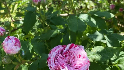 Slider Bild 9 Vorschau