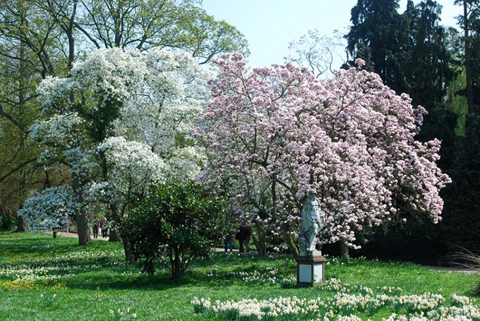 weiß- und rosabühende Magnolienbäume