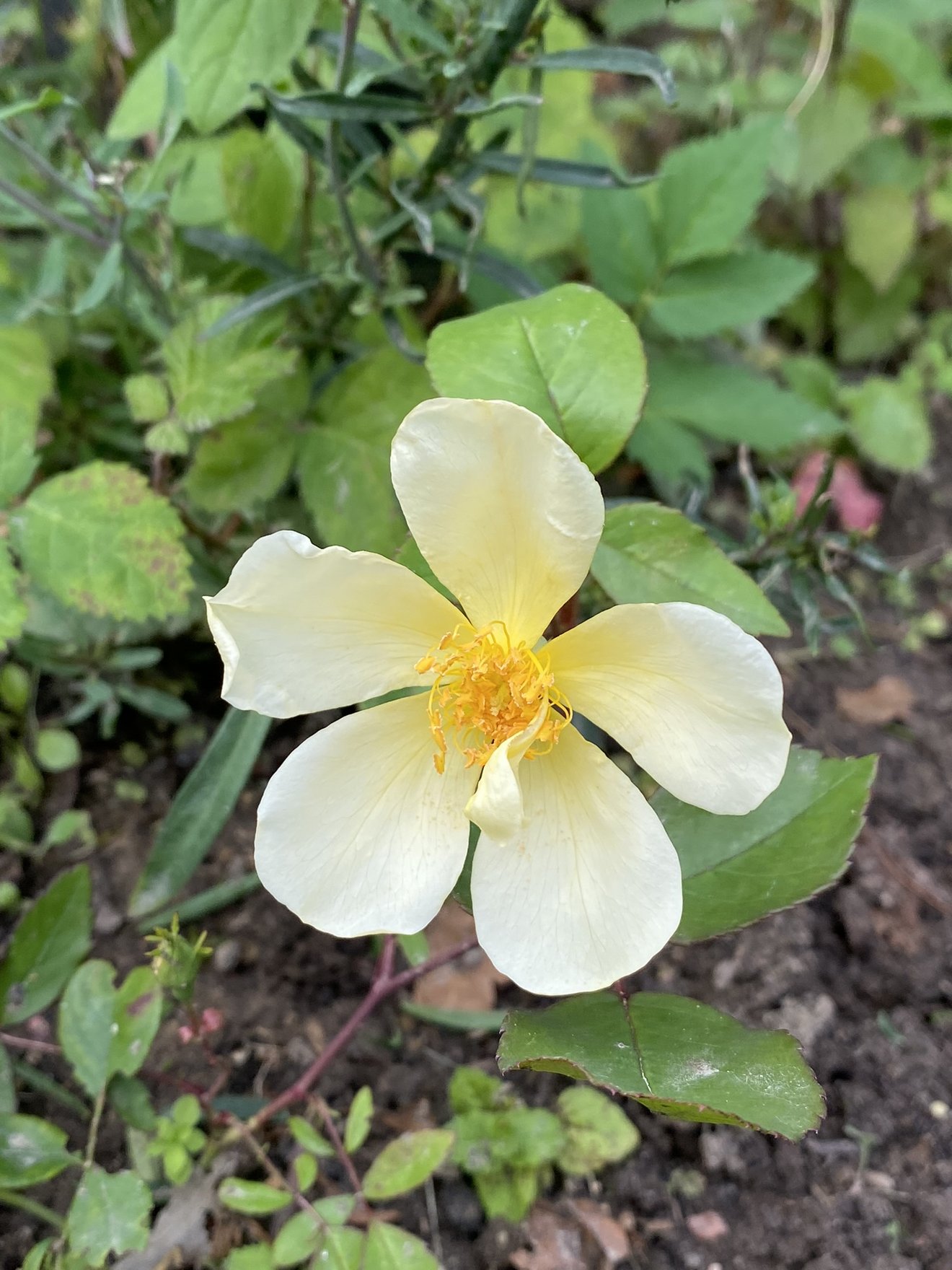 gelbe Rose