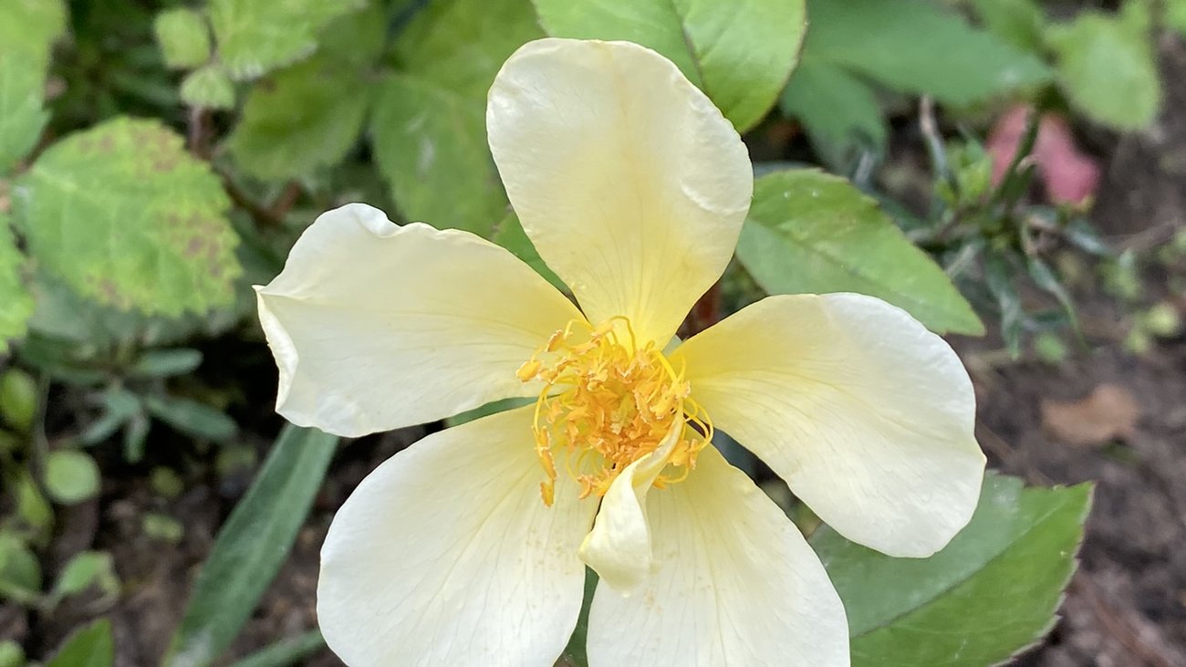 gelbe Rose