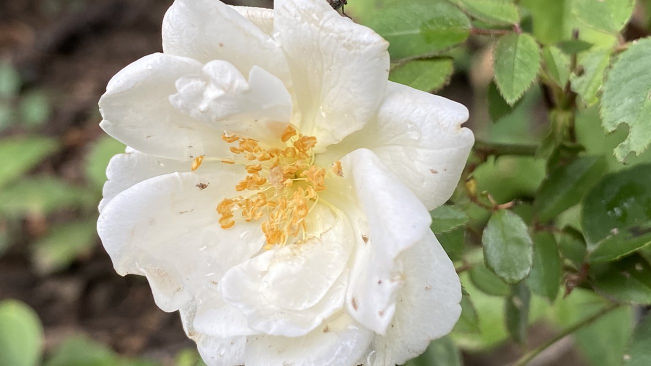 gelblich-wei&szlig;e Rose