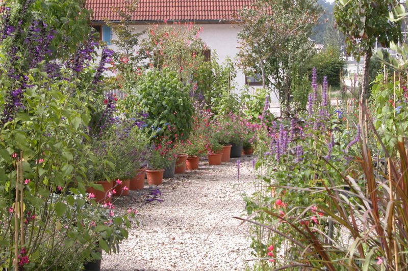 Salbei und bl&uuml;hende Pflanzen am Kiesweg mit Haus im Hintergrund