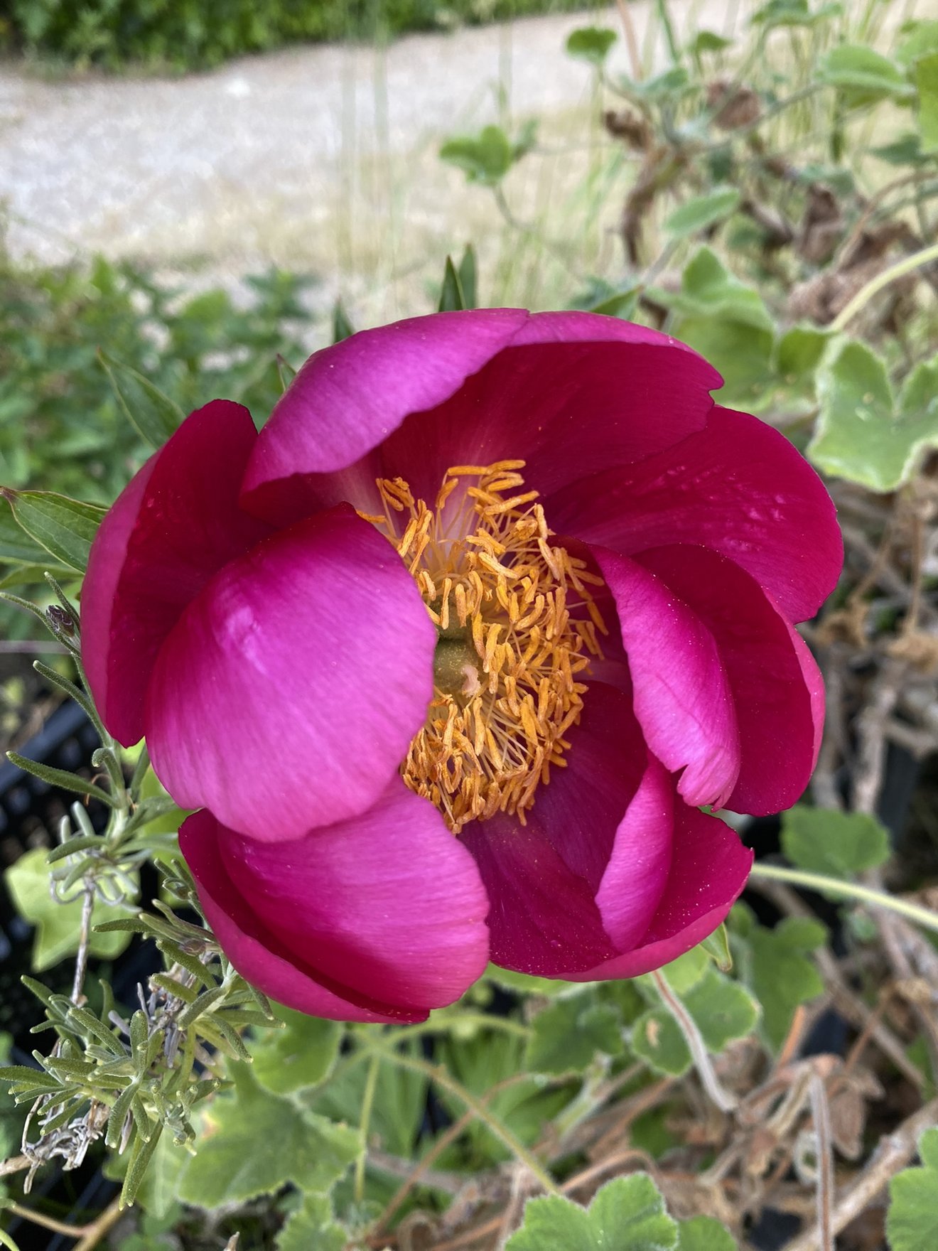 purpurne Pfingstrose