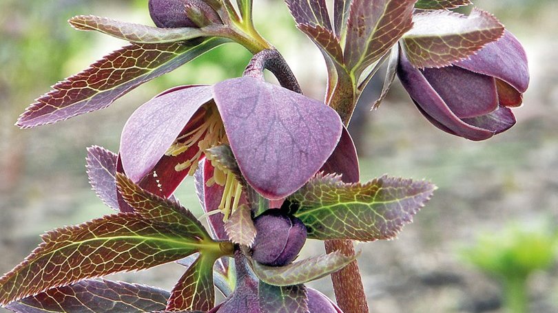 Stiel mit violetten Bl&uuml;ten