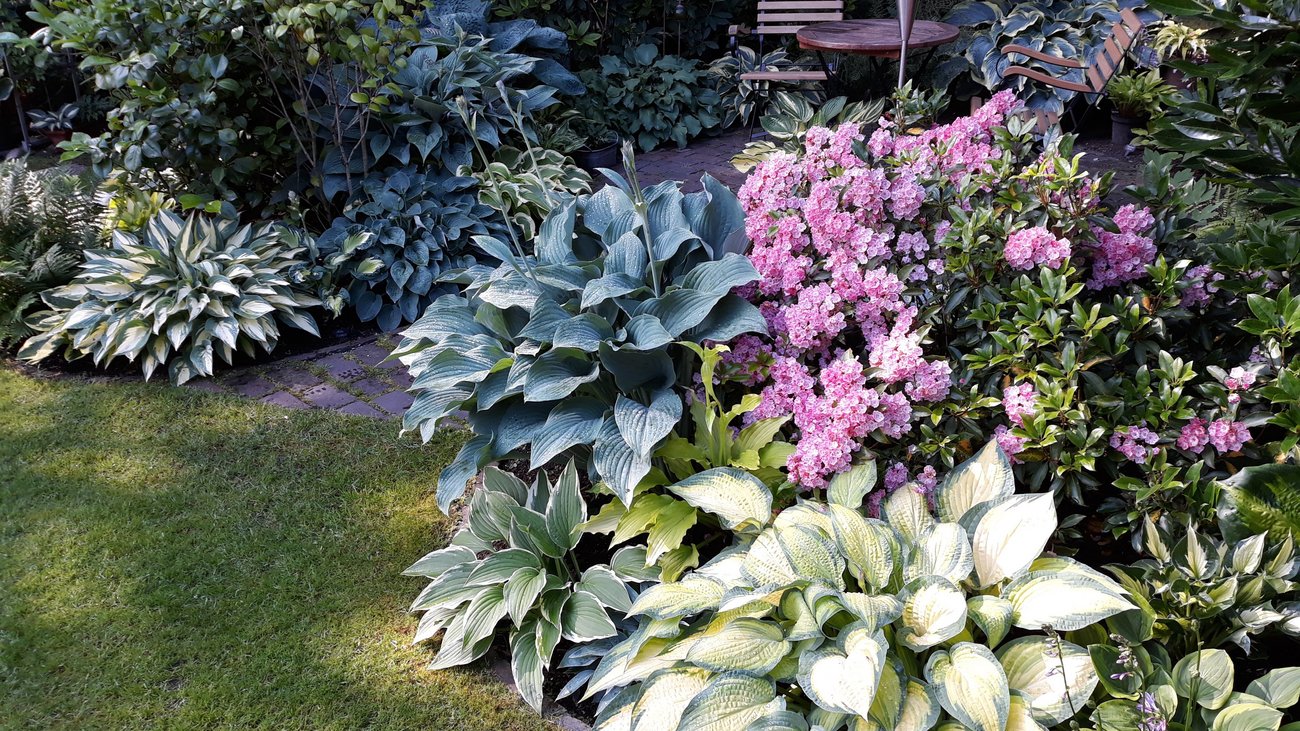 Pflanzen am Rand eines Gartenteiches