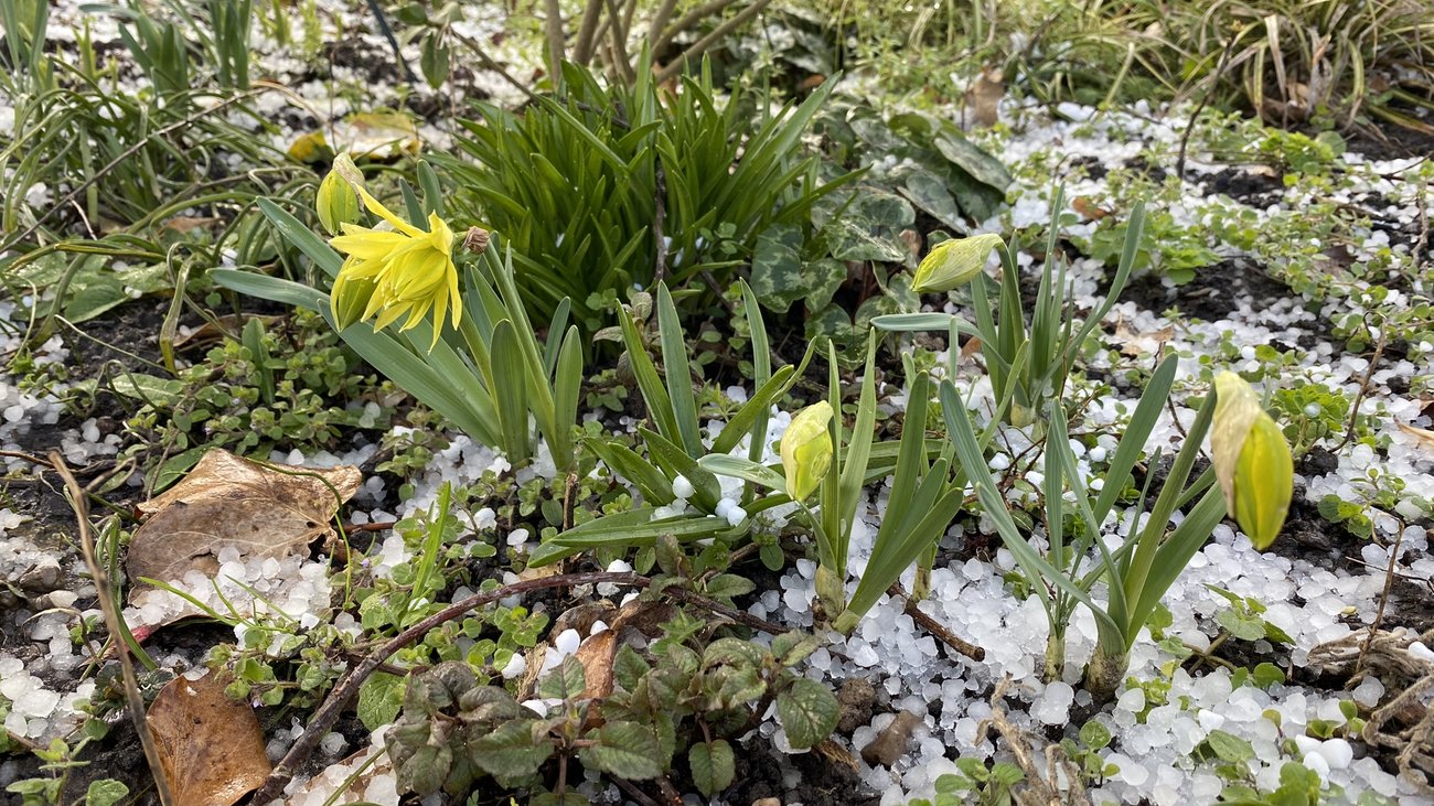 gelbe Narzissen mit Hagelk&ouml;rnern