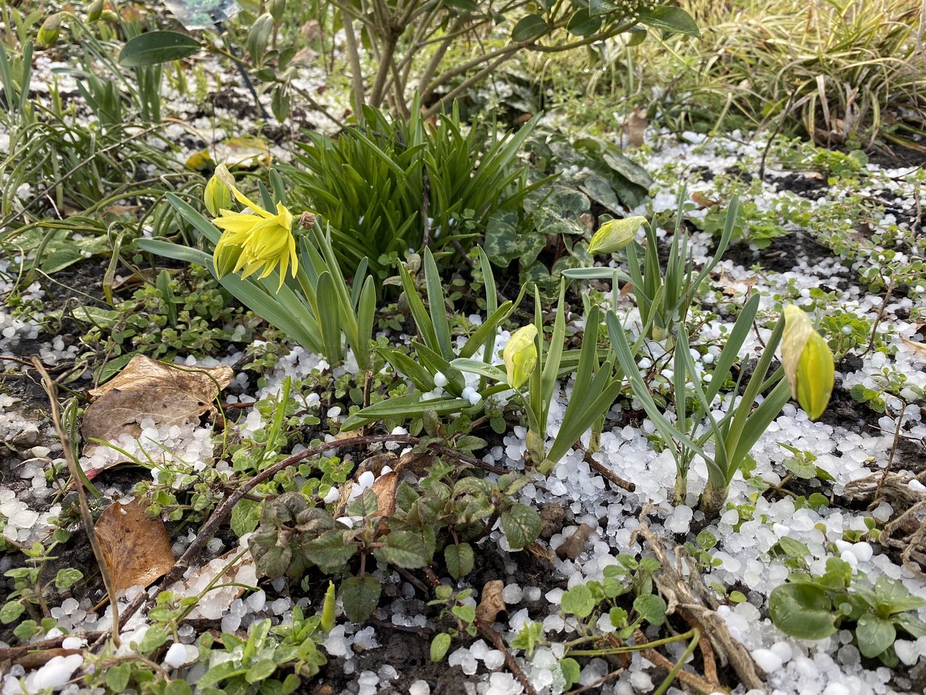 gelbe Narzissen mit Hagelk&ouml;rnern