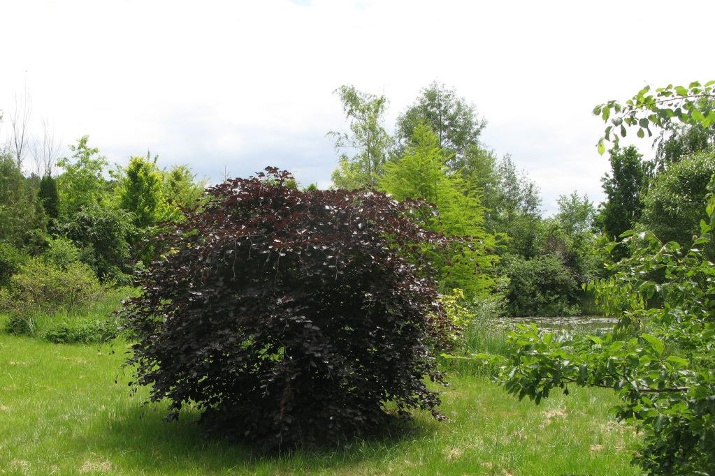 Blick ins Arboretum Altdorf Rotbuche im Arboretum Altdorf