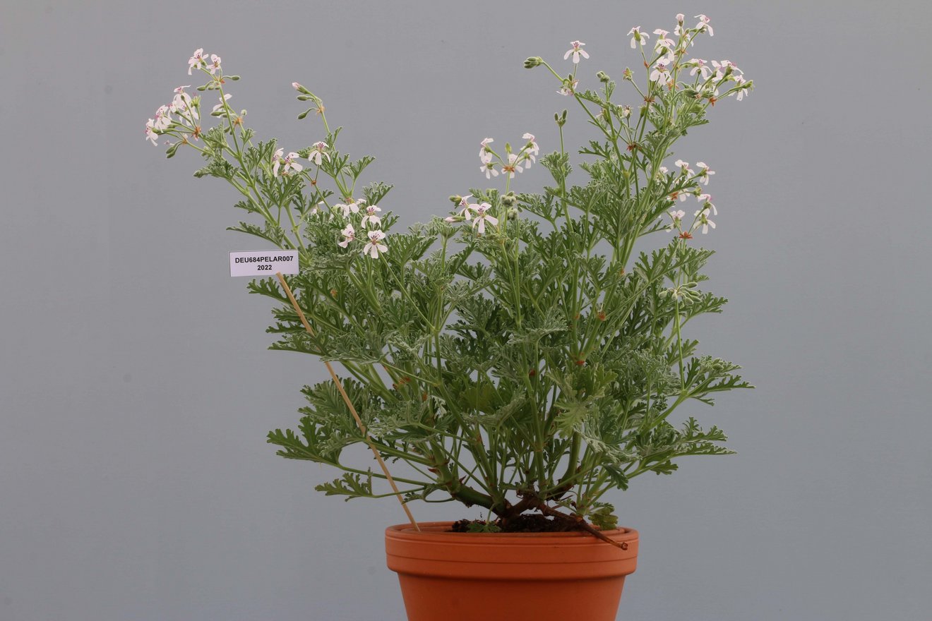 Blumentopf mit gr&uuml;ner Pflanze mit kleinen wei&szlig;en Bl&uuml;ten