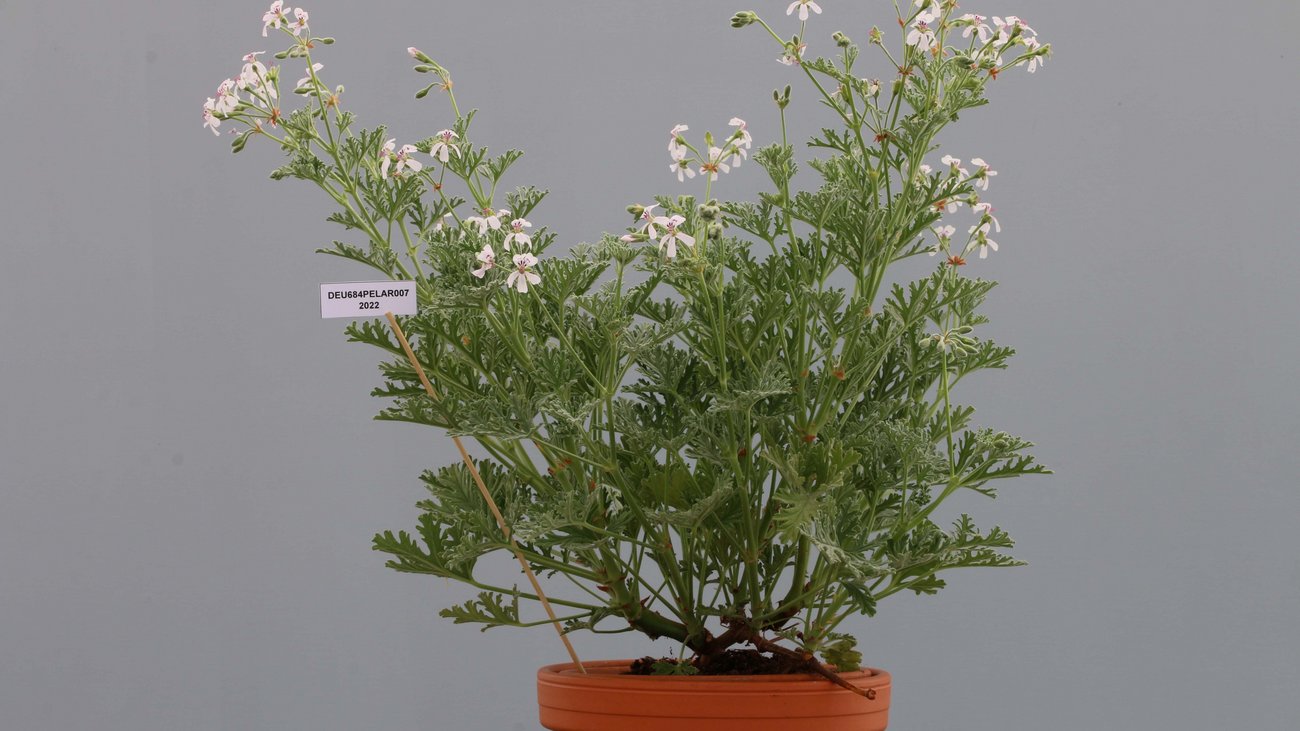 Blumentopf mit gr&uuml;ner Pflanze mit kleinen wei&szlig;en Bl&uuml;ten