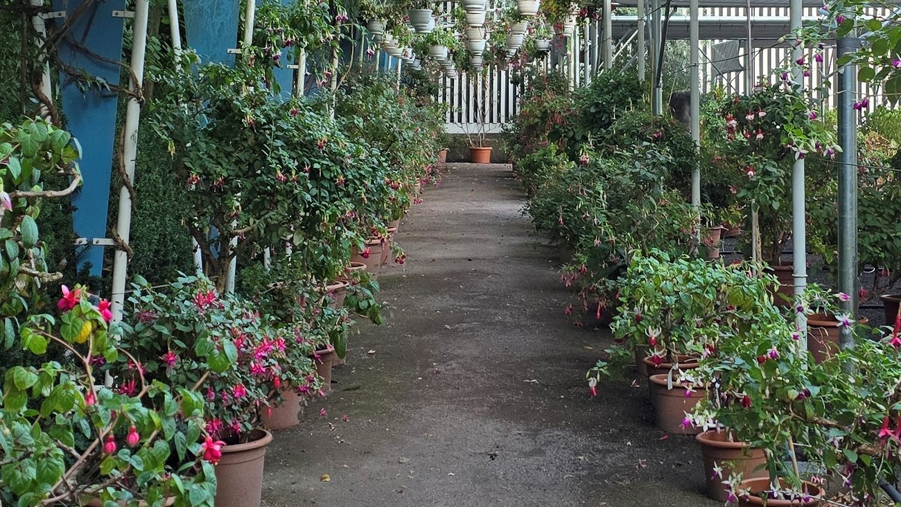 Weg f&uuml;r G&auml;ste mit Fuchsien