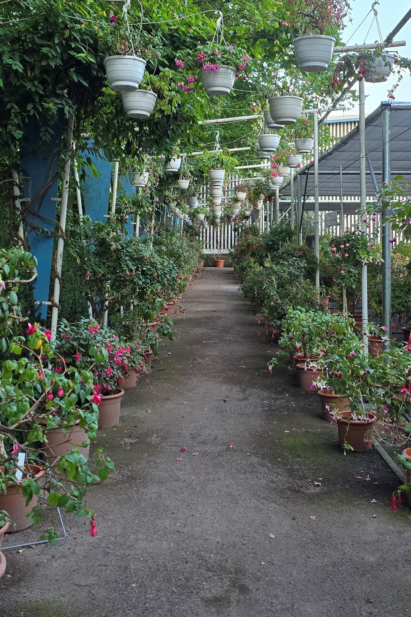 Weg f&uuml;r G&auml;ste mit Fuchsien