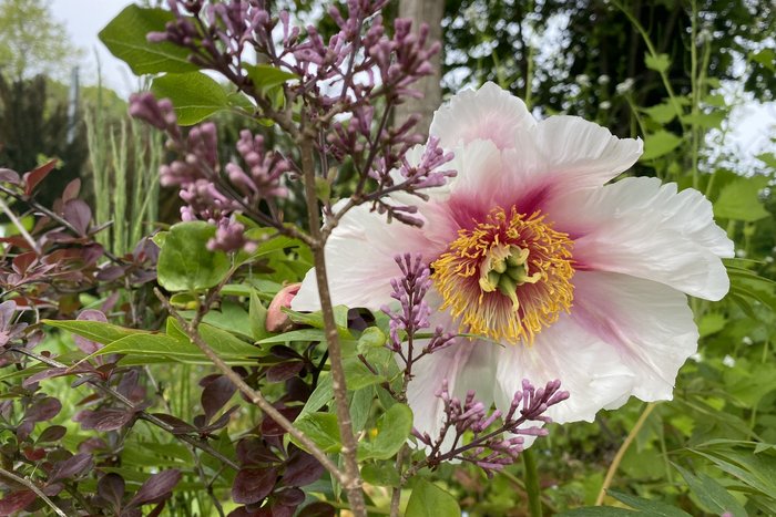 weiß-rosa Pfingstrose und rosa Flieder-Blüte