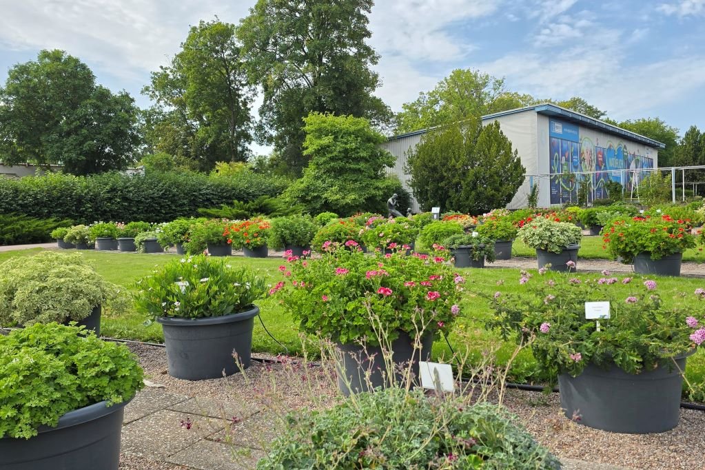 Sammlungen der ega Verschiedene Pelargonien in Kübeln