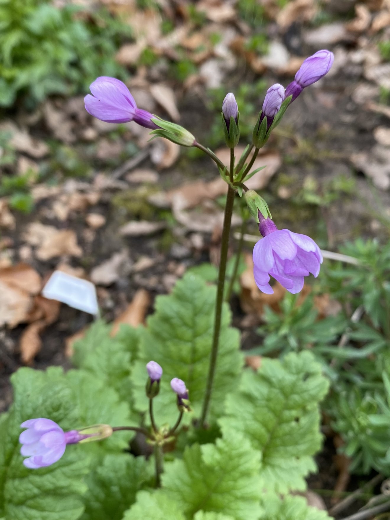lila Bl&uuml;te mit gr&uuml;nen Bl&auml;ttern