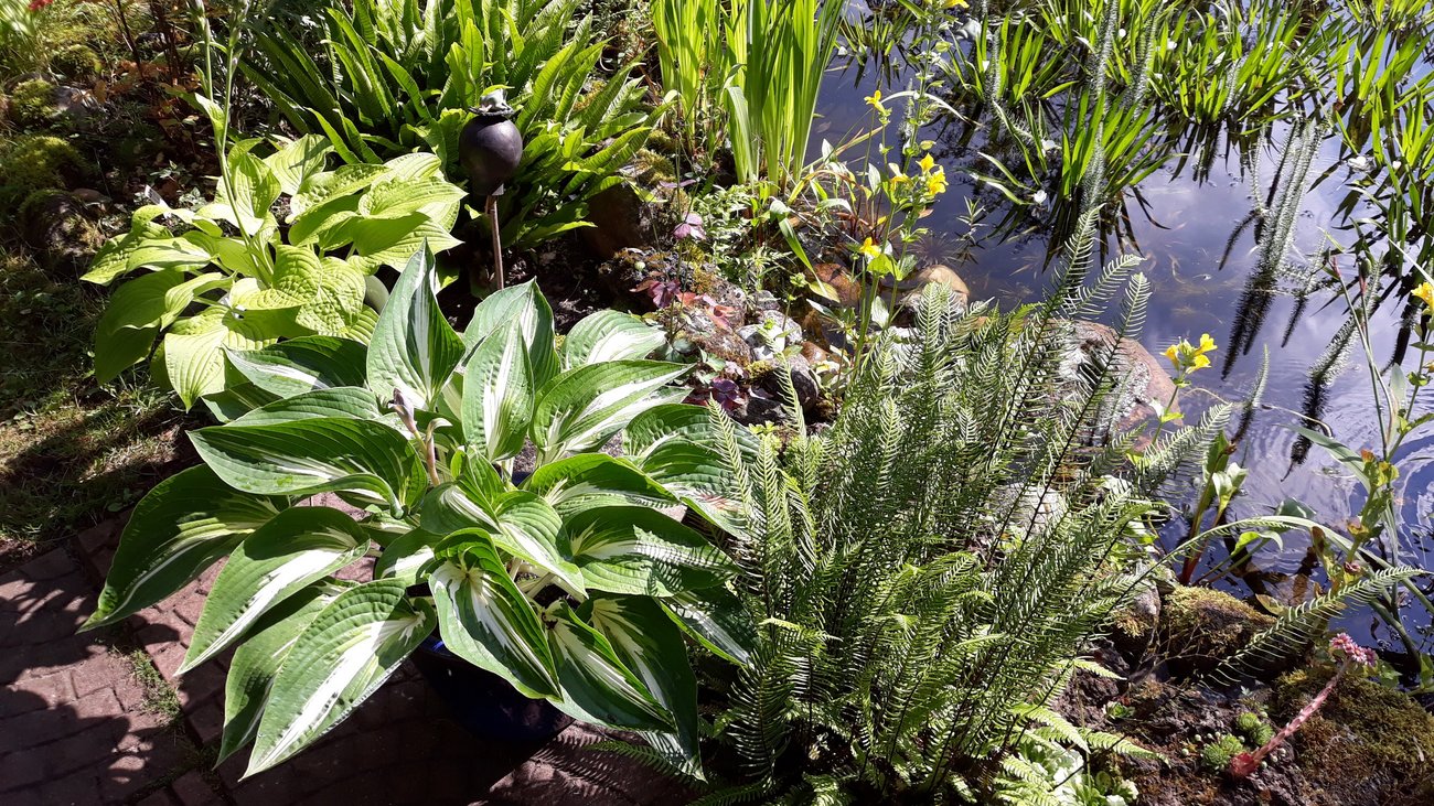 Pflanzen am Rand eines Gartenteiches
