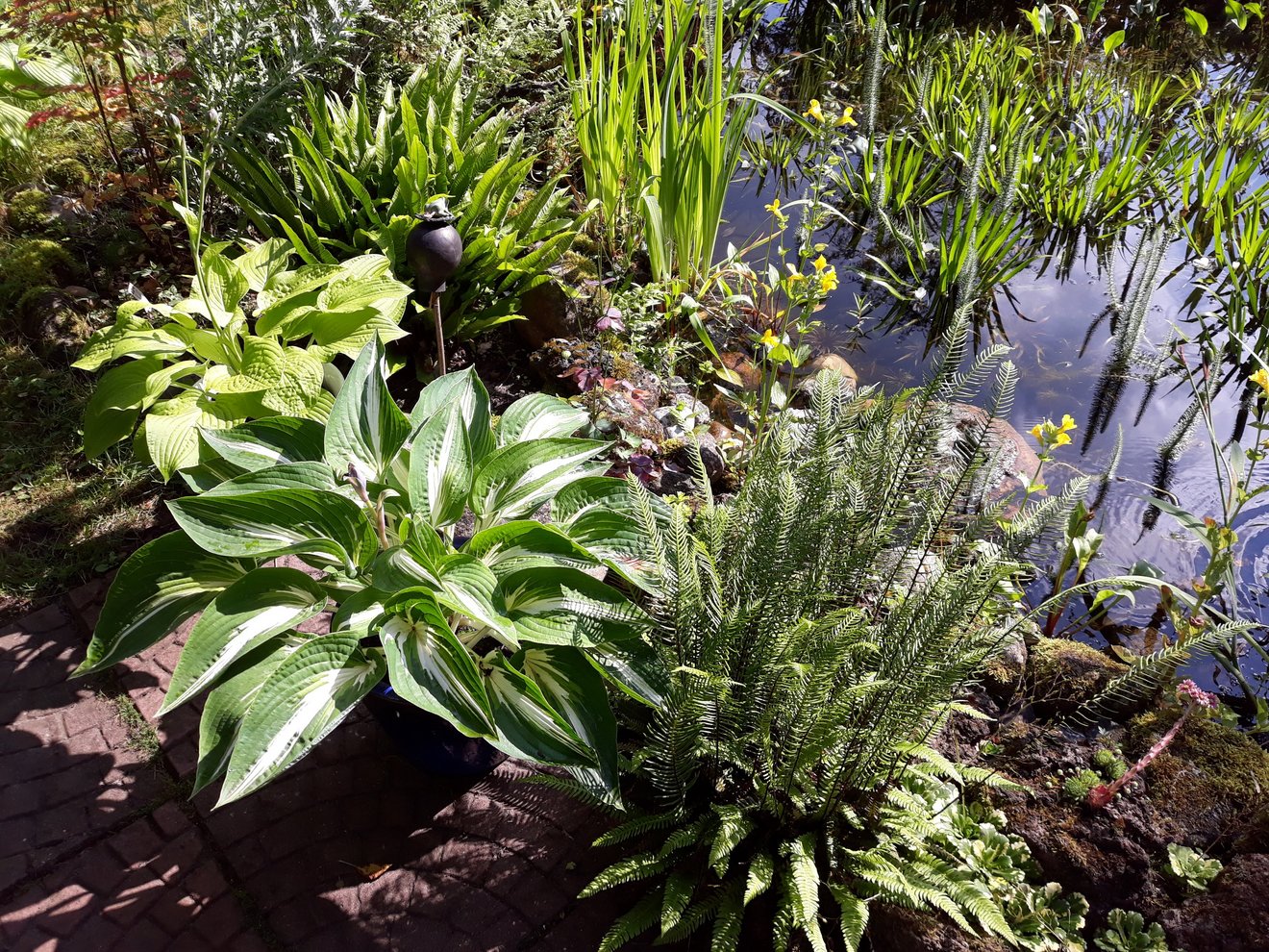 Pflanzen am Rand eines Gartenteiches