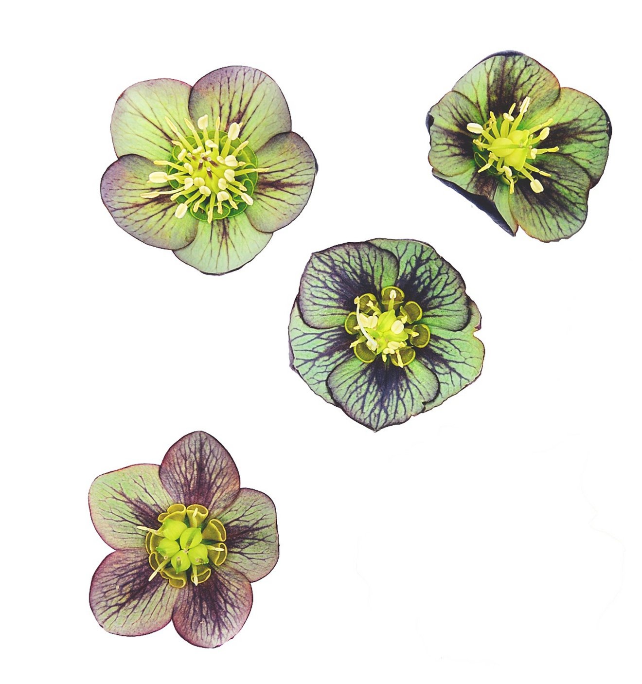 Bl&uuml;ten auf wei&szlig;en Hintergrund