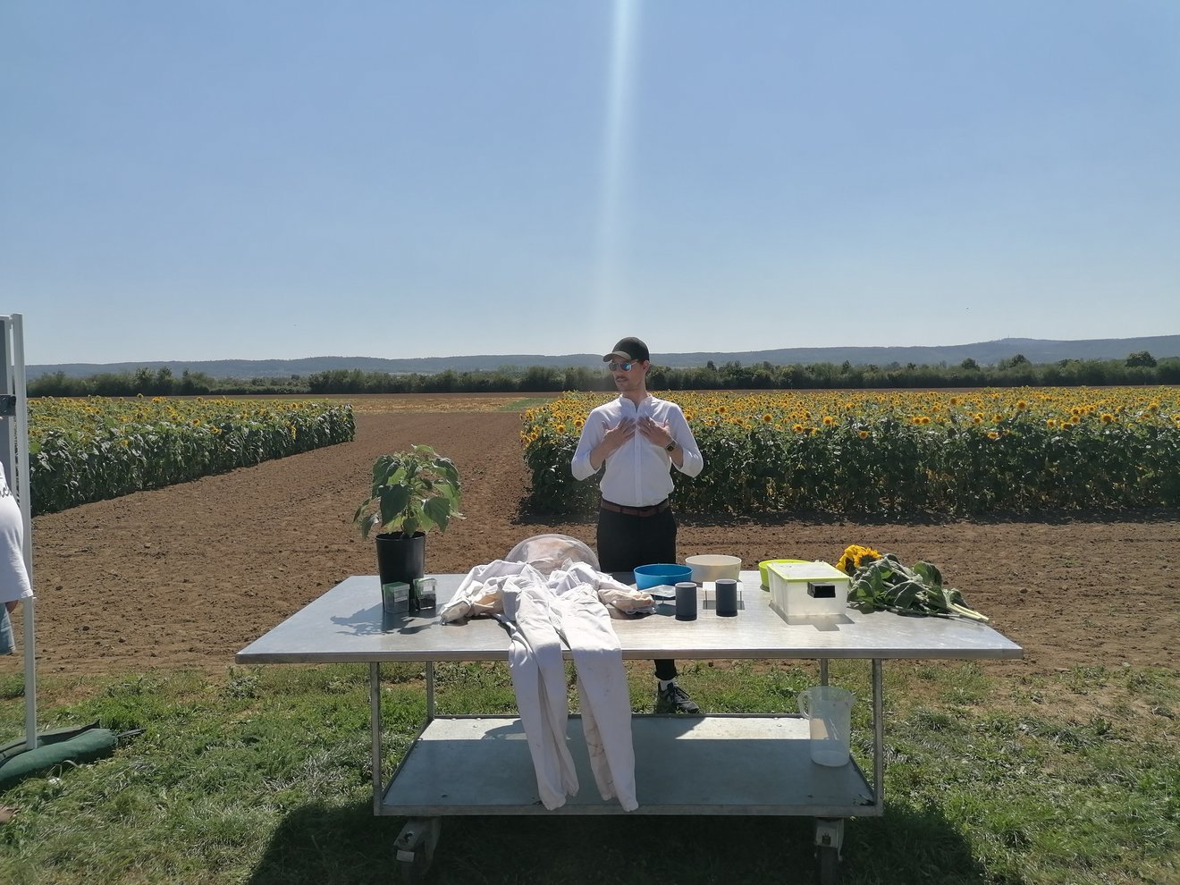 Tisch mit Person vor Sonnenblumenfeld