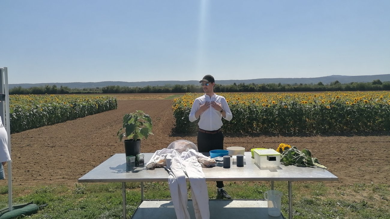 Tisch mit Person vor Sonnenblumenfeld