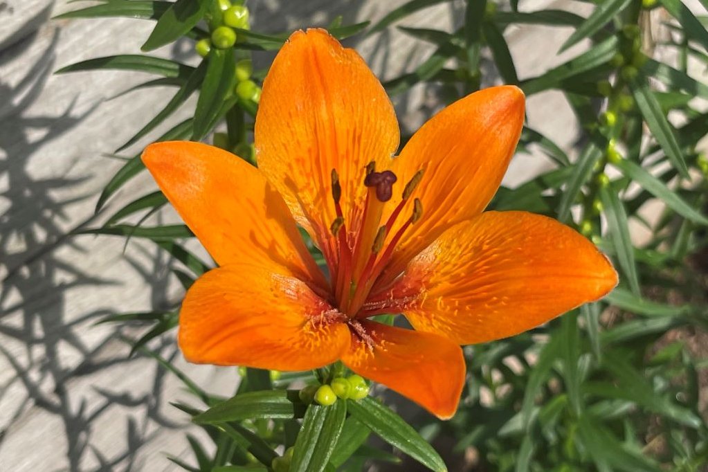 Detailfaufnahme einer orangefarbenen Lilienbl&uuml;te