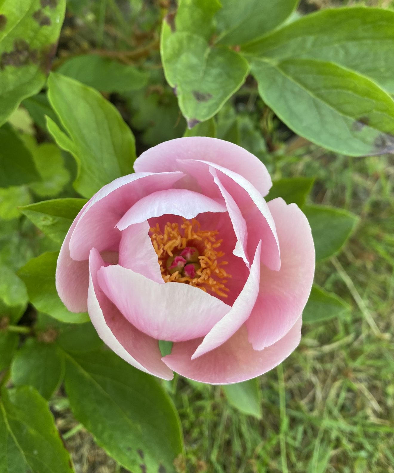 rosa Bl&uuml;te 