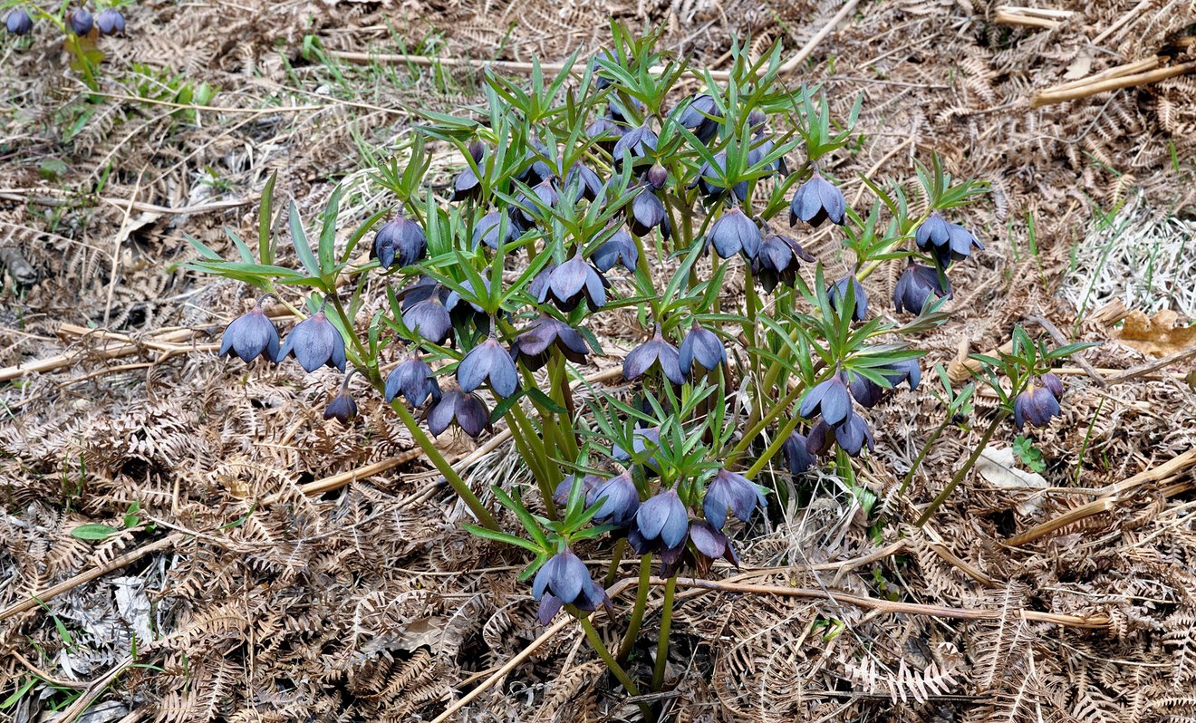 gr&uuml;ne Pflanze mit blauen, glockenf&ouml;rmigen Bl&uuml;ten