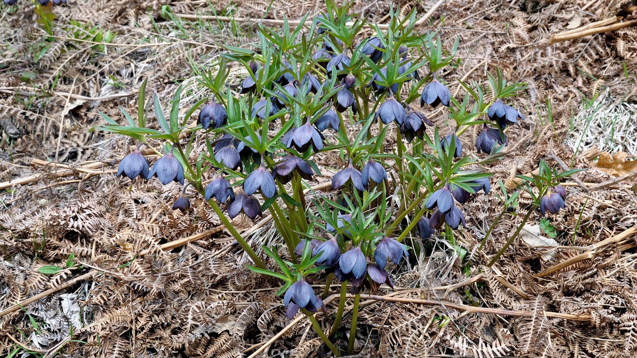 gr&uuml;ne Pflanze mit blauen, glockenf&ouml;rmigen Bl&uuml;ten