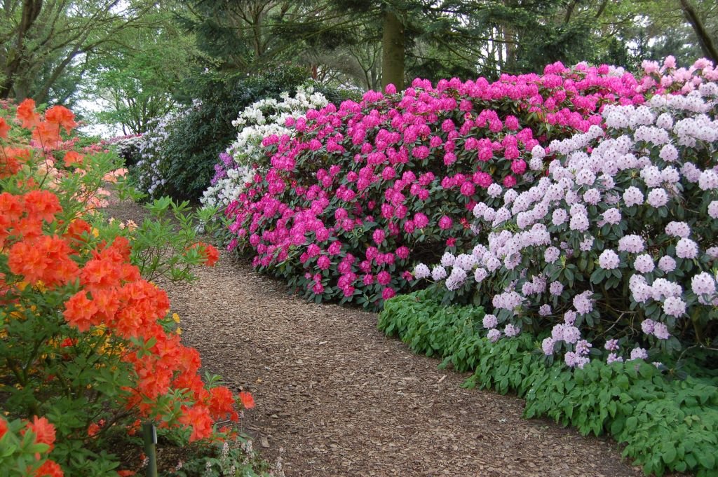 Blick auf verschiedene bl&uuml;hende Rhododendronpflanzen