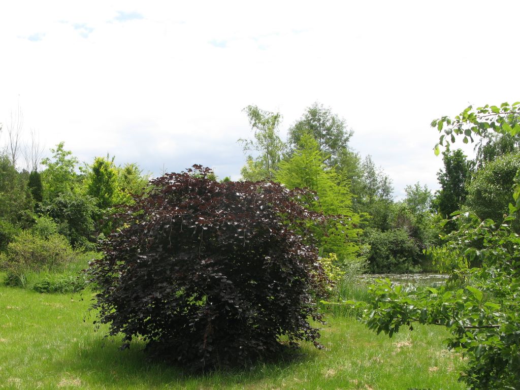 Blick ins Arboretum Altdorf Rotbuche im Arboretum Altdorf